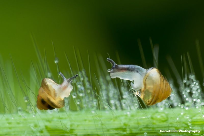 #macro#snails Snailsphoto preview