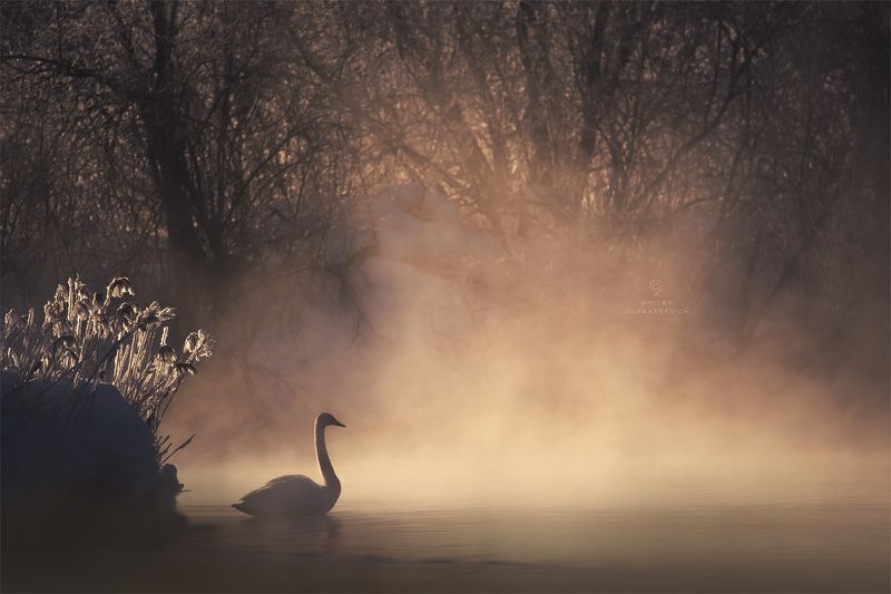 Рассвет на Лебедином озереphoto preview