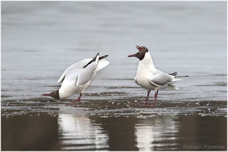 озёрная чайка,  larus ridibundus Консилиумphoto preview