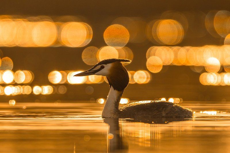 Чомга в золотомphoto preview