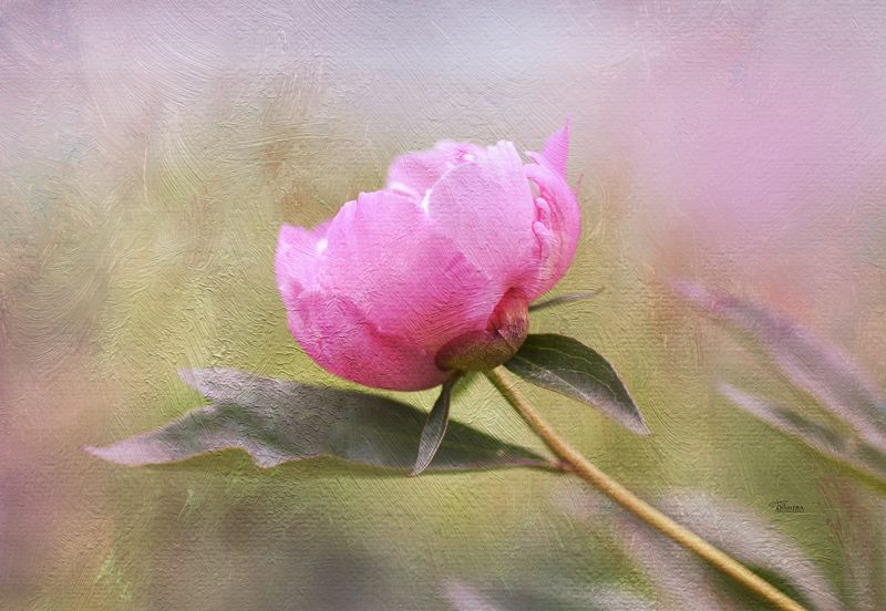 Пионыphoto preview