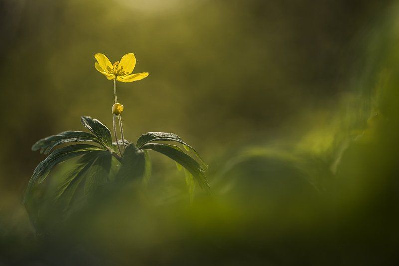 ветреница лютичная ***photo preview