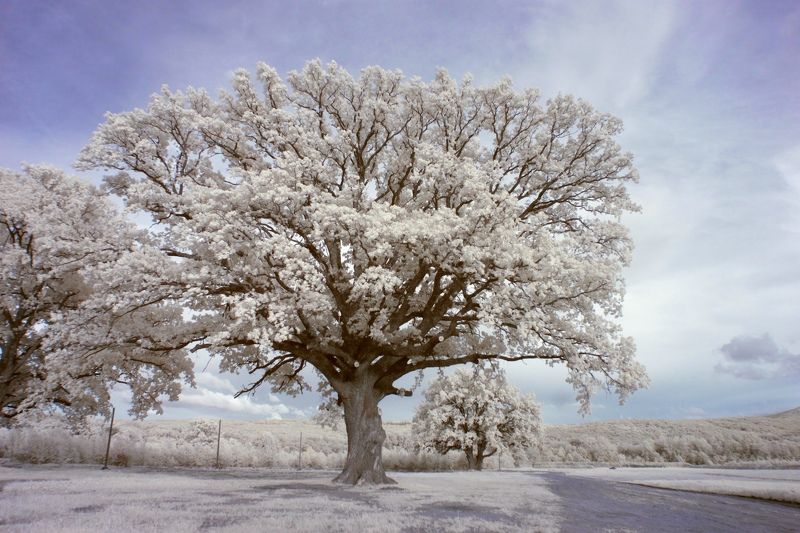 инфракрасная фотография, дубрава, лес, ик фотография, лето,  Великанphoto preview