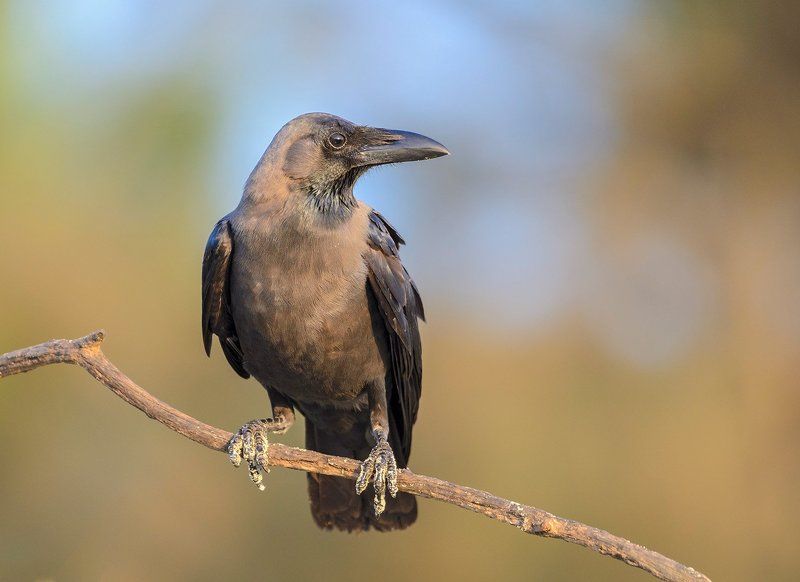 большеклювая ворона большеклювая воронаphoto preview