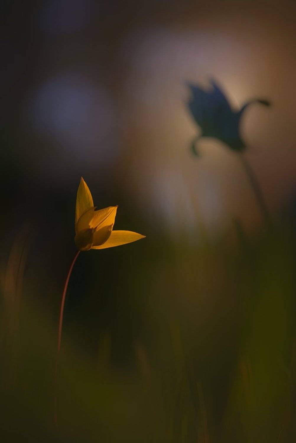 ***. Автор: Evgeny Melnikov , Evgeny Melnikov