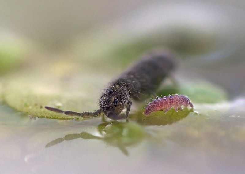 коллемболы Обознался... (Сказочка о блудном сыне)photo preview