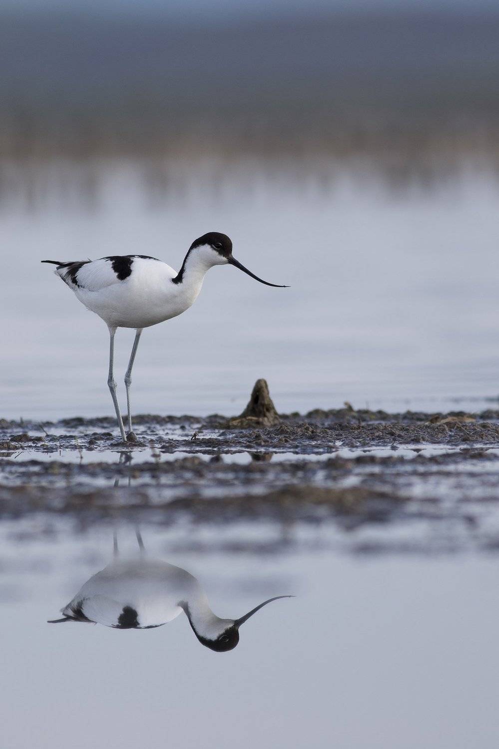 Отражение. Автор: Desislava Todorova , Desislava Todorova