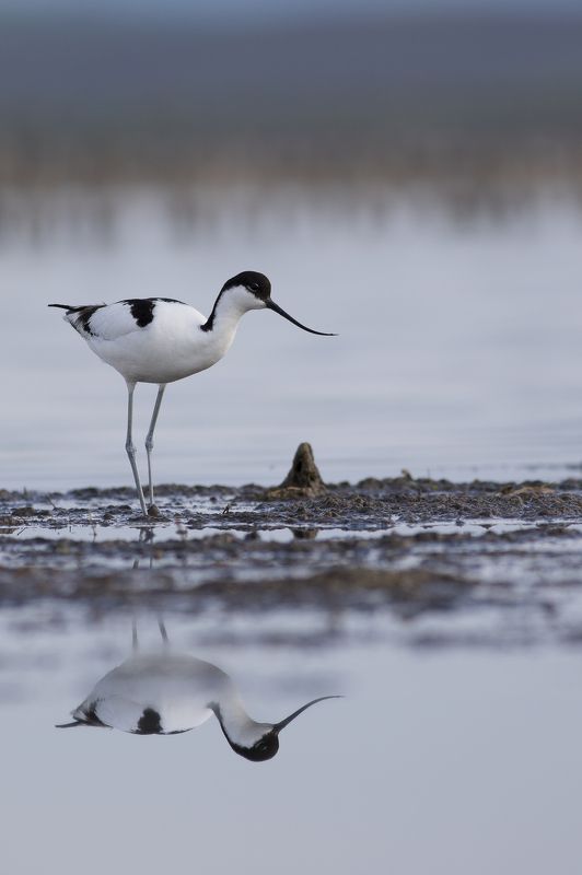 Отражениеphoto preview