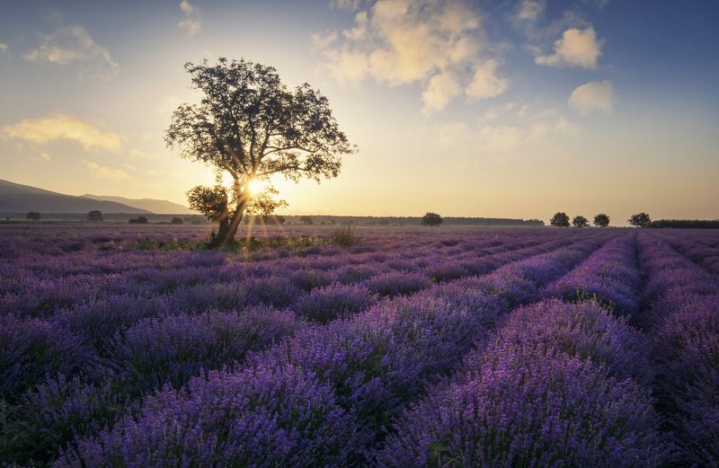 lavender, болгария, landscape, fields, sunrise Lavenderphoto preview