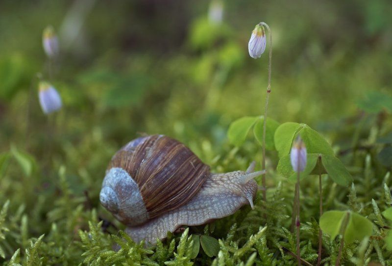 весна.улитка.кислица Преклонениеphoto preview