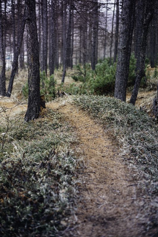 Магадан Утро в лесуphoto preview