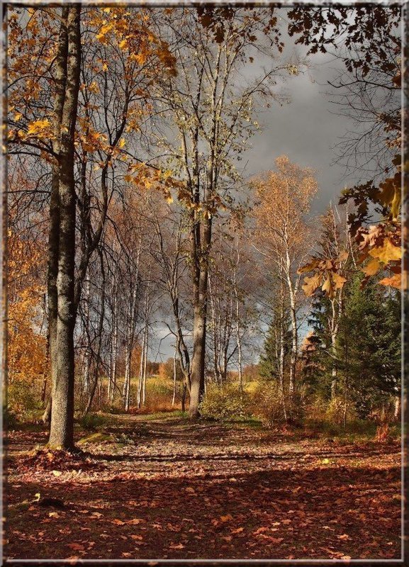 zashurshala opavshaja listva...photo preview