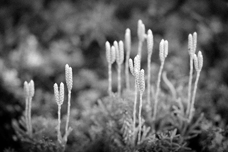 ...плаунphoto preview