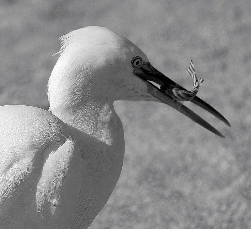 полдник, малая_белая_цапля Кому-то полдник, а кому-то...photo preview
