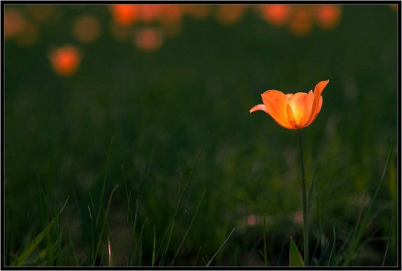 ФОНАРИК. Автор: Качурин Алексей , Качурин Алексей