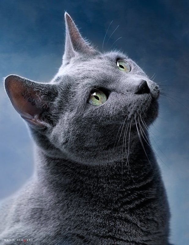 кошка, русская, голубая Боняphoto preview