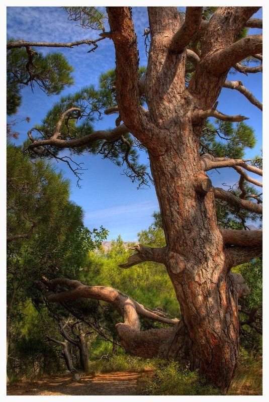 деревья ,крым деревья крымаphoto preview