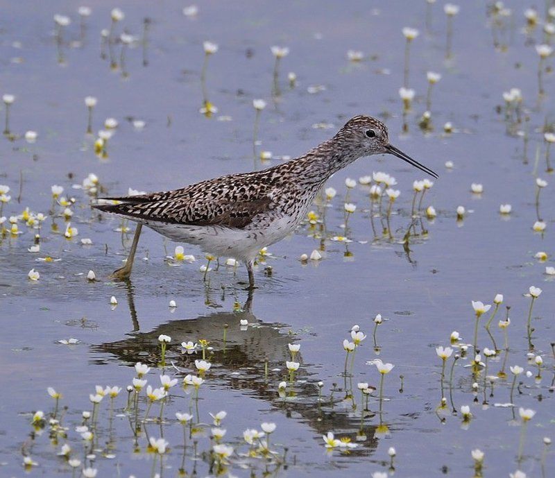 птица,природа,кулик поручейник Пересчитывая цветочки...photo preview
