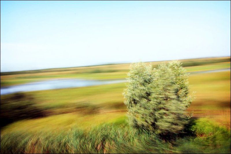 закрутка, куст, дерево, движение Twistphoto preview