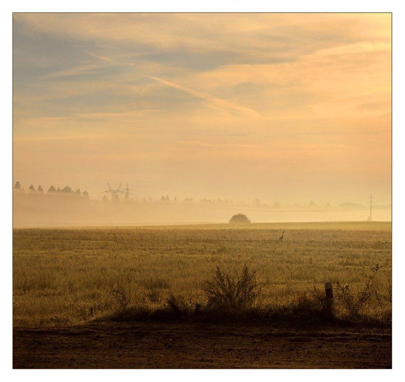 птица ранняя... фото превью