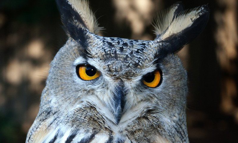 Соколиный центр 2photo preview