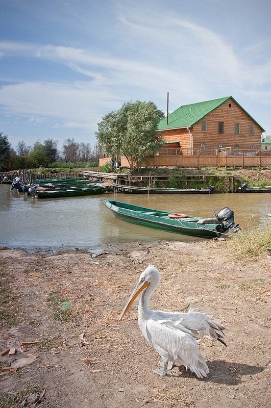 пеликан, рыбаловная, база, ольга, астрахань Астраханский аборигенphoto preview