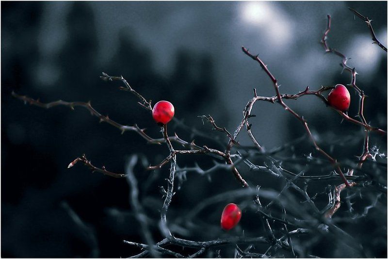 шиповник для .....photo preview