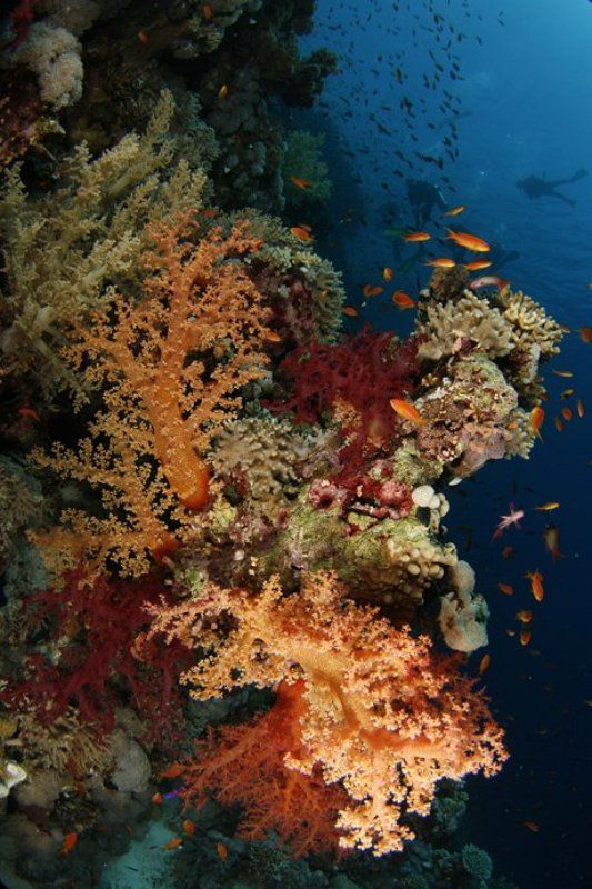 красное, море Цвета осениphoto preview