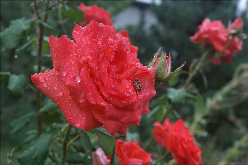 природа И капли первого... осеннего дождя....photo preview