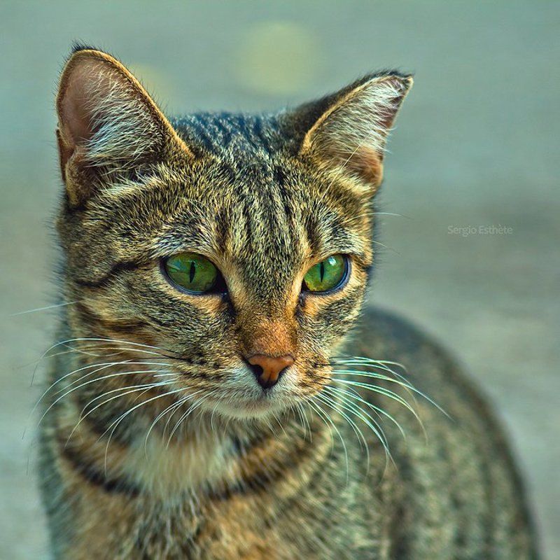 кошка, портрет, юпитер 37а, животные ***photo preview