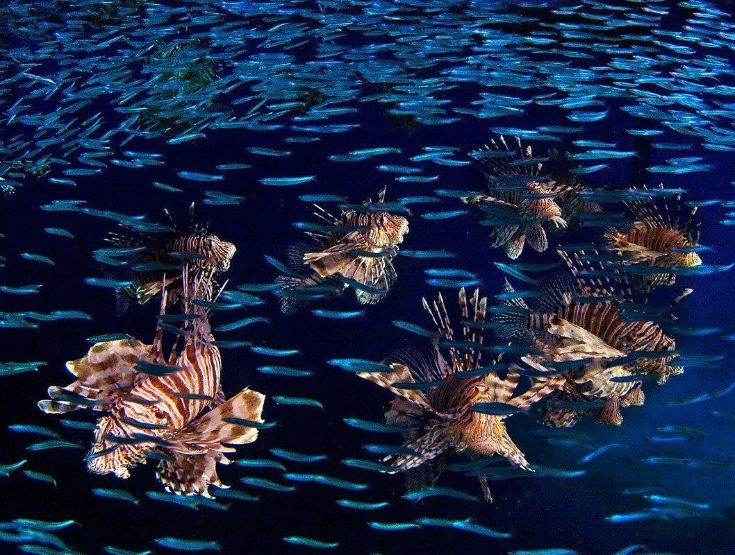 идёт охота на мальков, идёт охота.... Автор: Матвеев Николай красное море,крылатка, Матвеев Николай