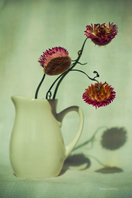 бессмертник, натюрморт, цветы, ваза Бессмертникphoto preview