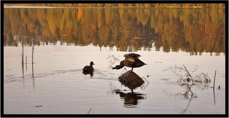 Утиные историиphoto preview