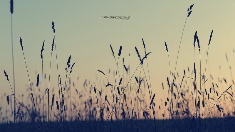 трава, закат sunsetphoto preview