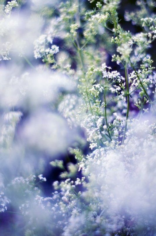 Сказочкиphoto preview