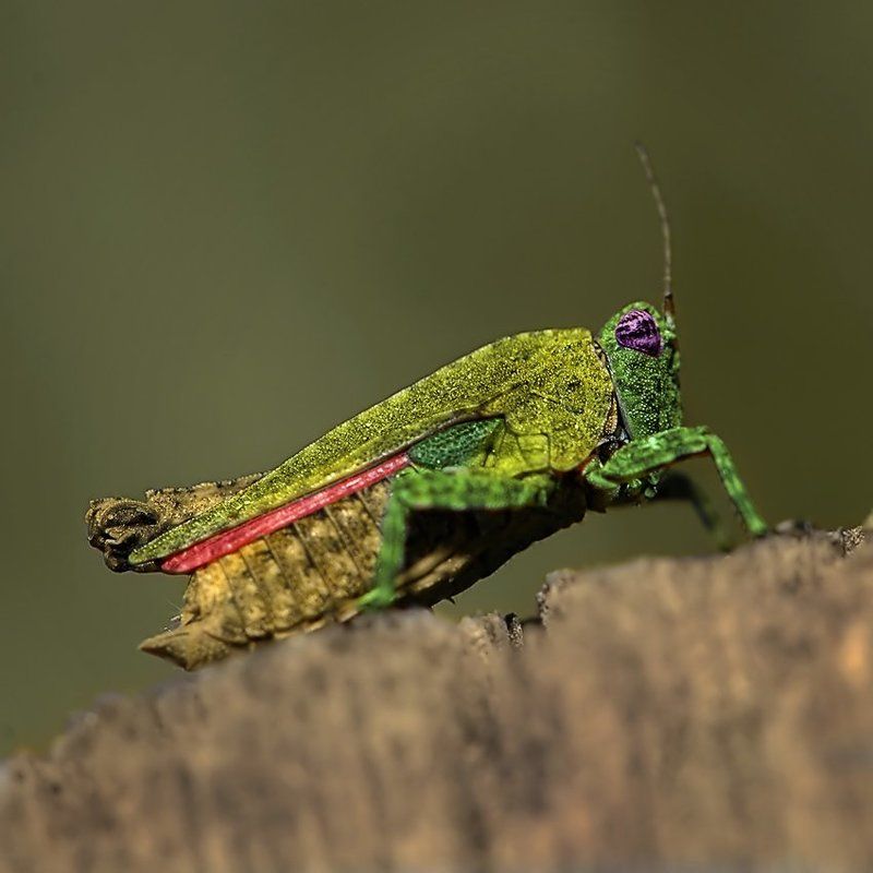 Р У Б Л И Кphoto preview