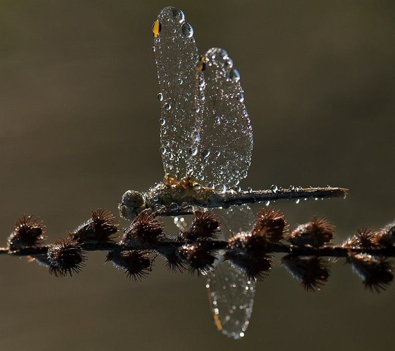 стрекоза Хрупкая красота...photo preview