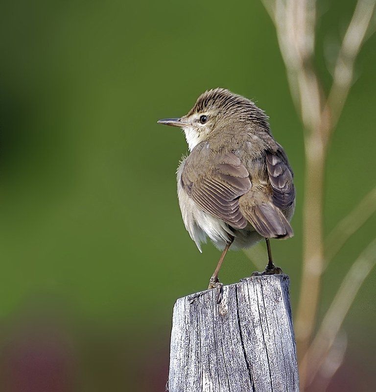 птица,болотная камышевка Обернись!photo preview