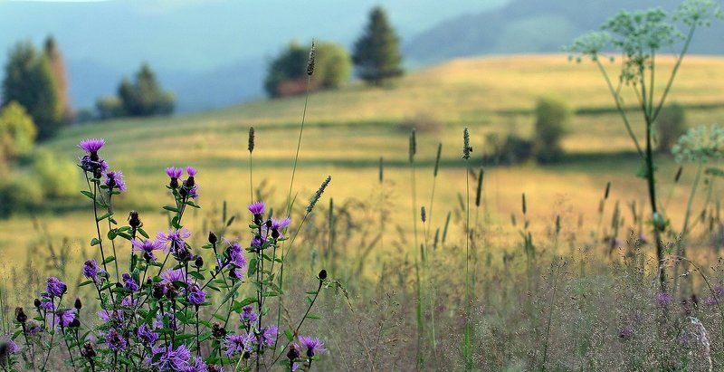 горы, луг, цветы, полонына букет для Оphoto preview