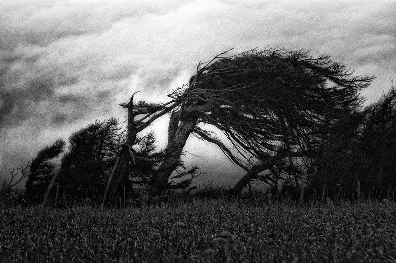 ветром гонимыеphoto preview