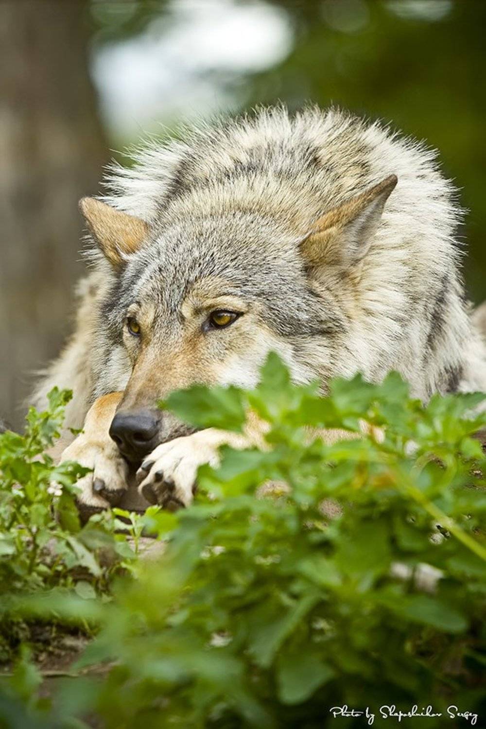 , Sergey Shaposhnikov