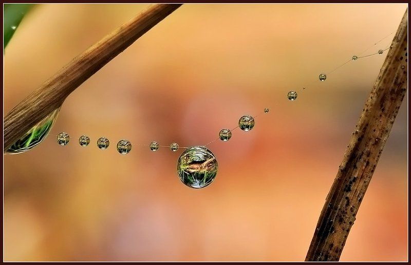 макро,капли,паутинка, Для милых дам.photo preview