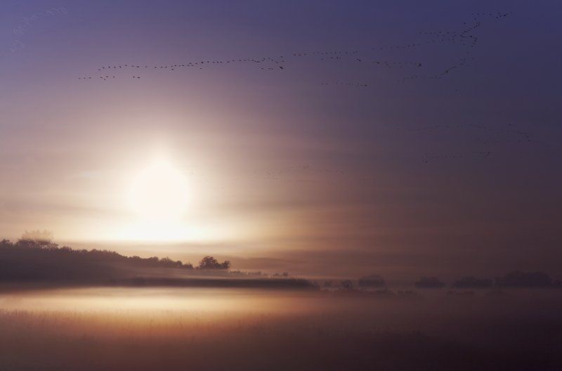 утро, рассвет, птицы, перелёт, туман, осень Перелётные птицы.photo preview