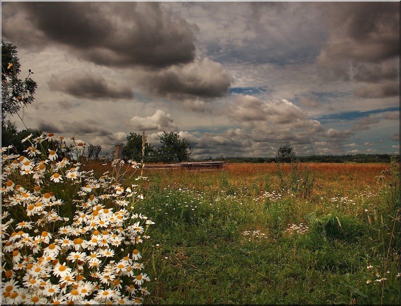 bujnaja rastitelnostphoto preview