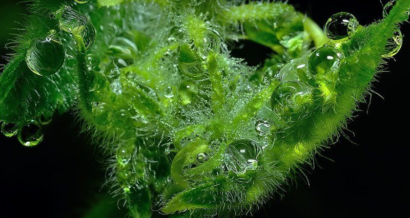 утро, роса Зелёный взгляд твоих прозрачных отражений... (2)photo preview