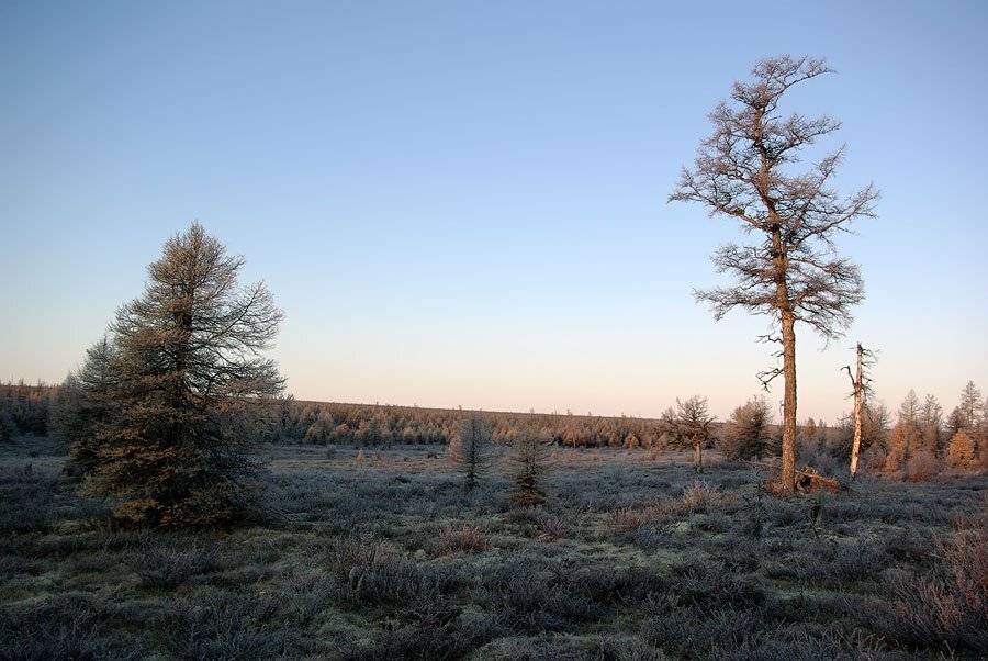 тайга, распадок, предзимье, север, Солодухин Виктор