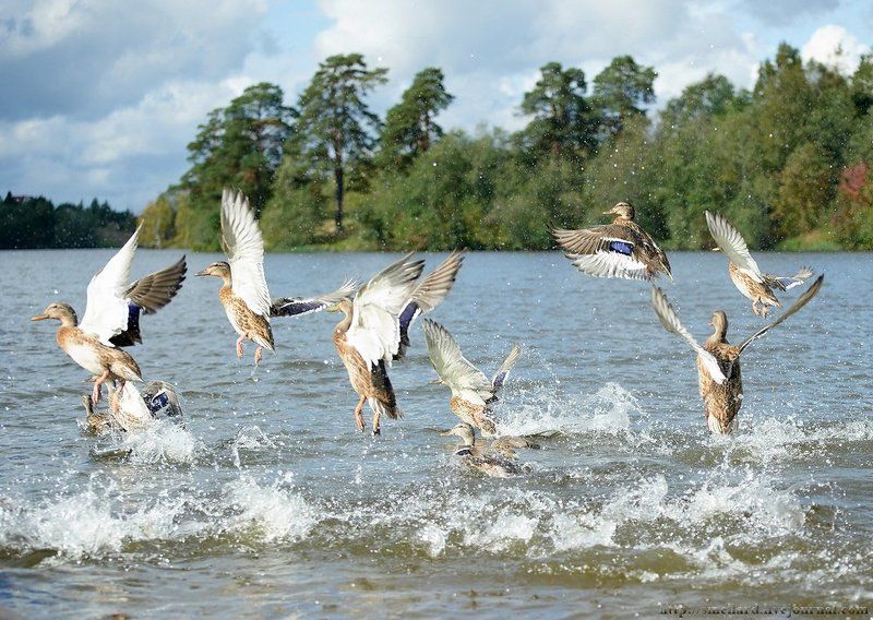 Взлетphoto preview