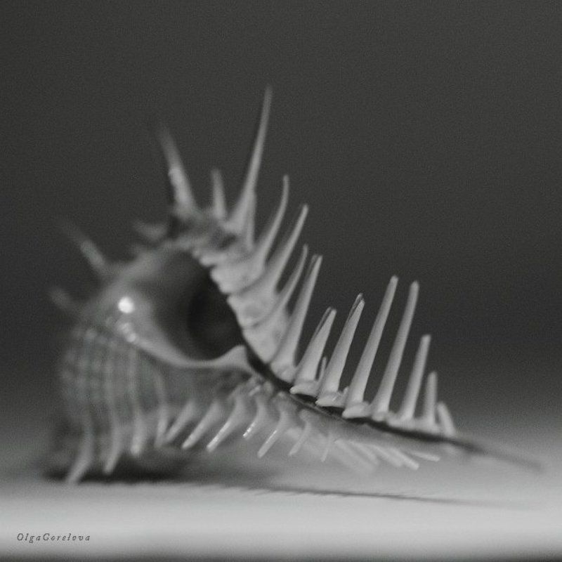 фото, чб, натюрморт, ракушка ракушка 3 фото превью