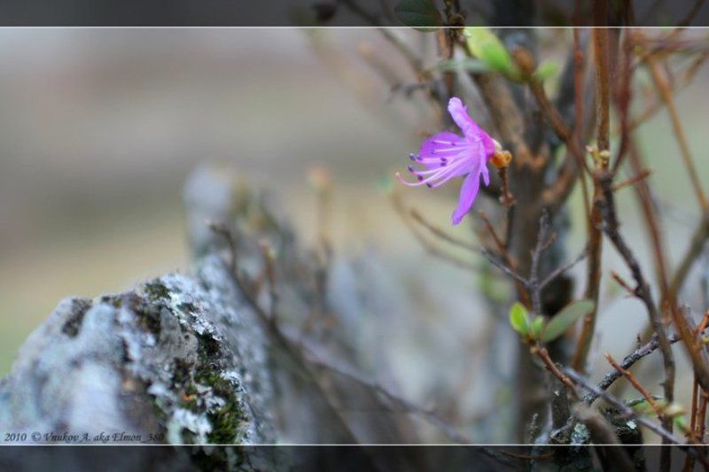 маральник ..наскальный натюрморт..photo preview