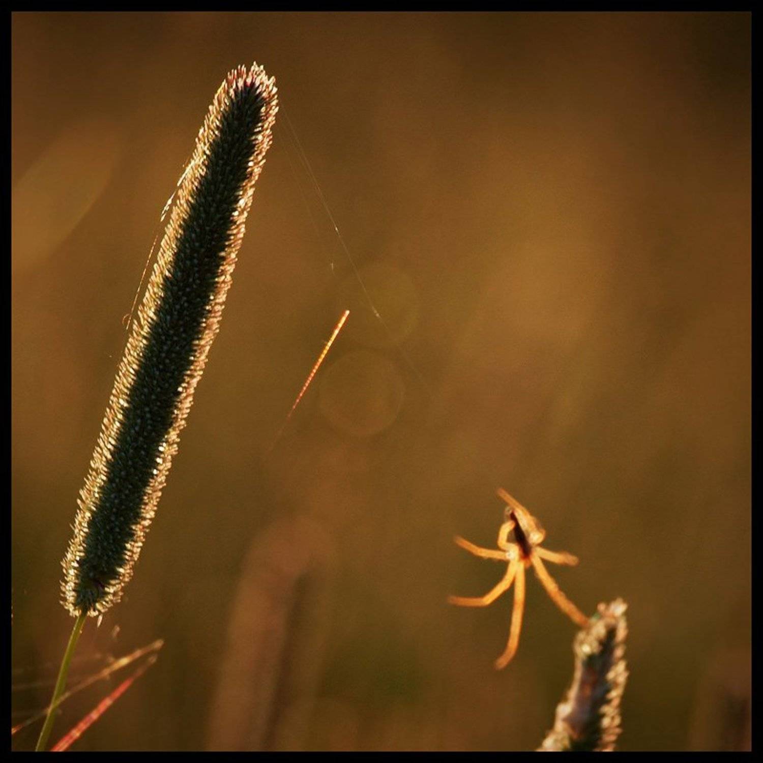 травинка, паук, вечер, свет, Андрей Литов
